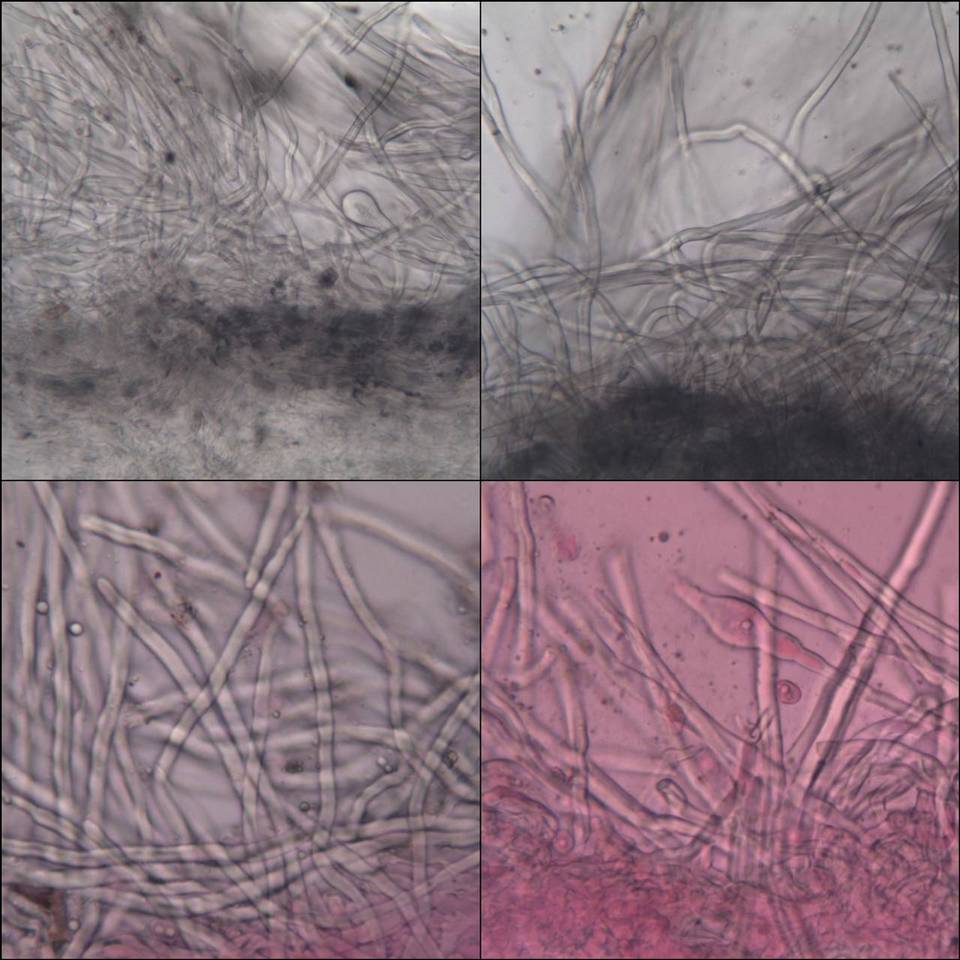 Chaetocalathus craterellus image