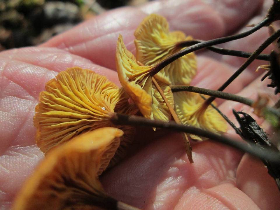 Xeromphalina cornui image