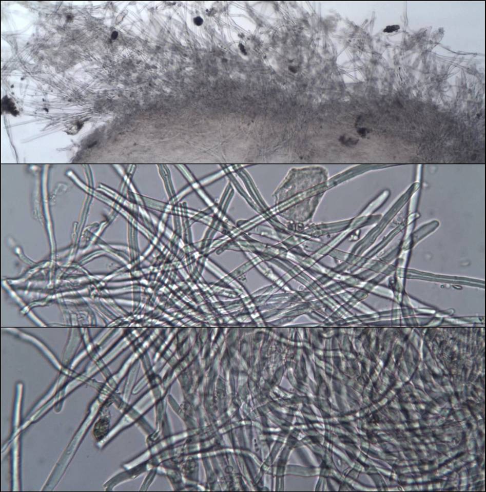 Chaetocalathus craterellus image