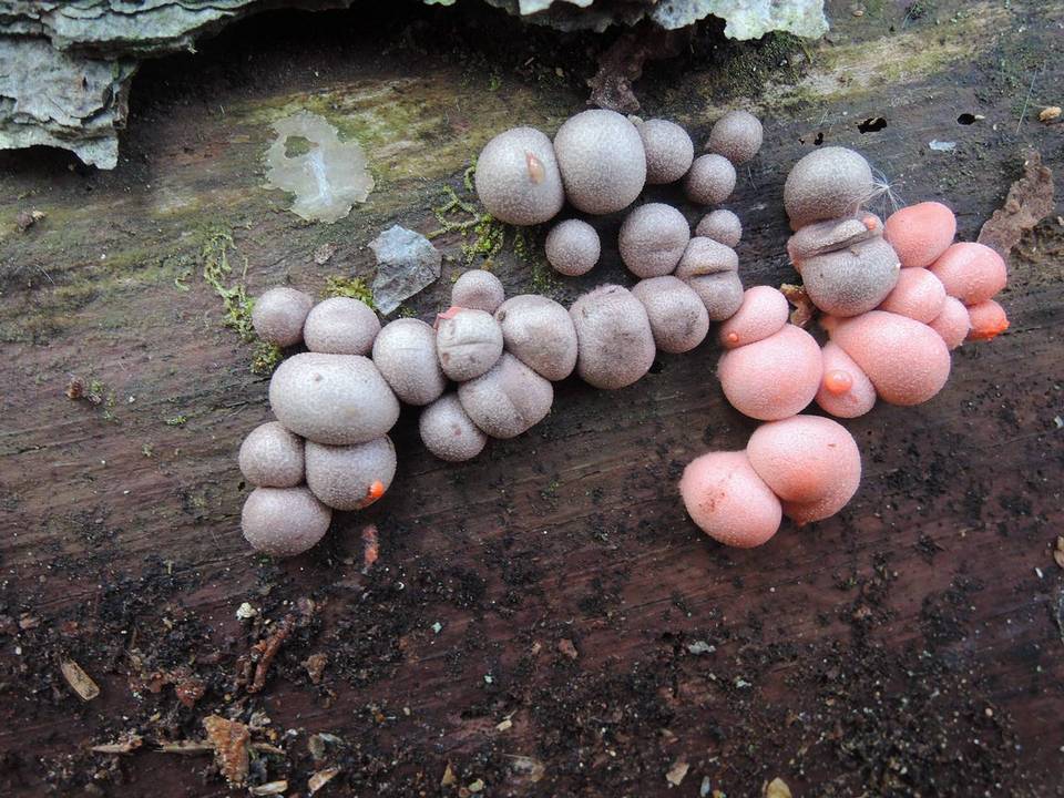 Lycogala epidendrum image