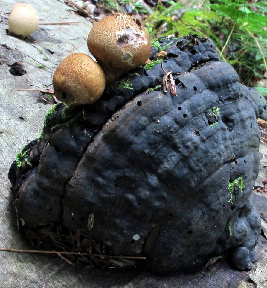 Lycoperdaceae image