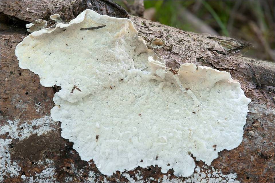 Skeletocutis amorpha image