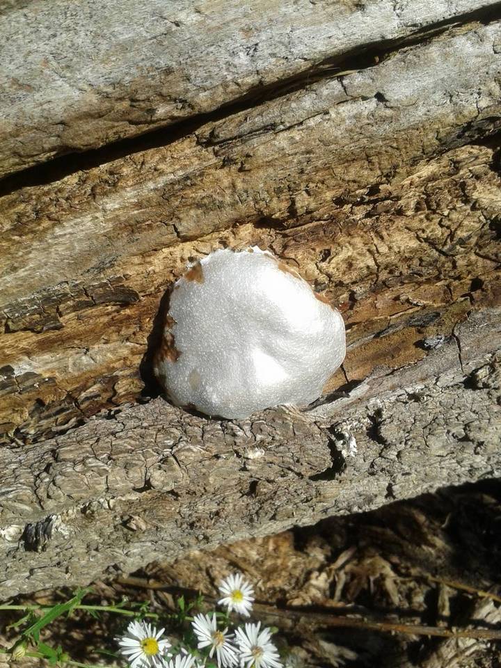 Reticularia lycoperdon image