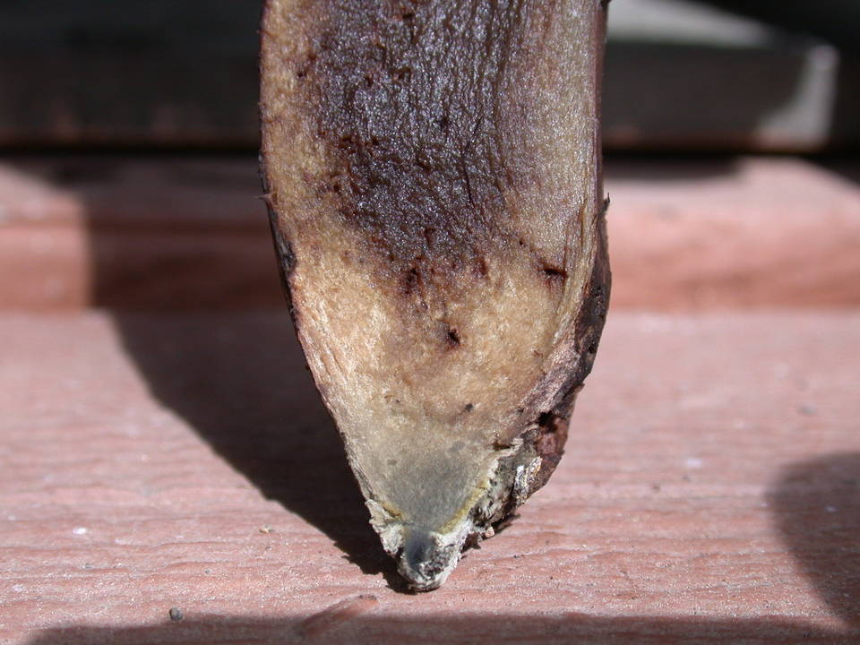 Sarcodon fennicus image