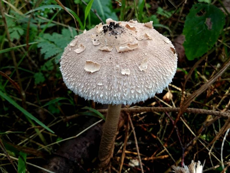 Macrolepiota fuliginosa image