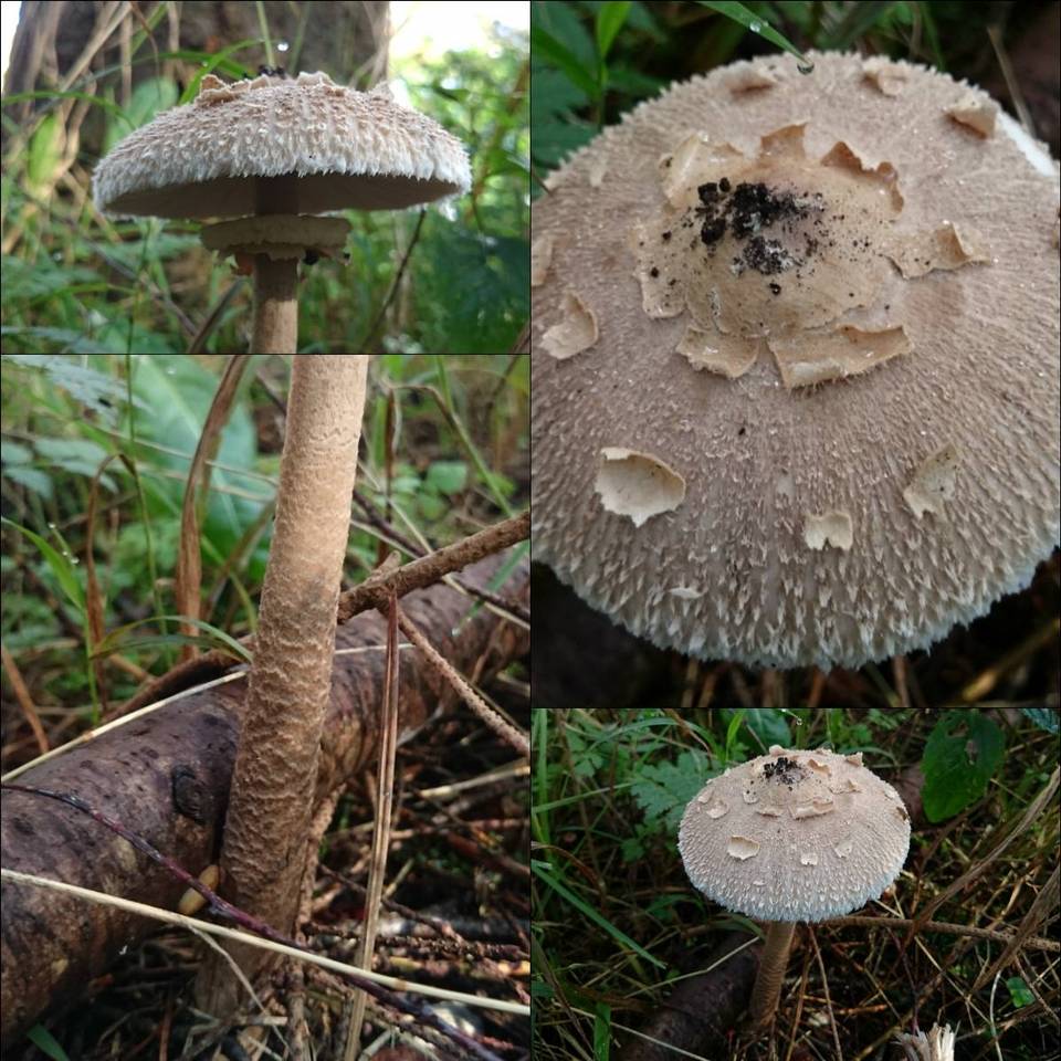 Macrolepiota fuliginosa image