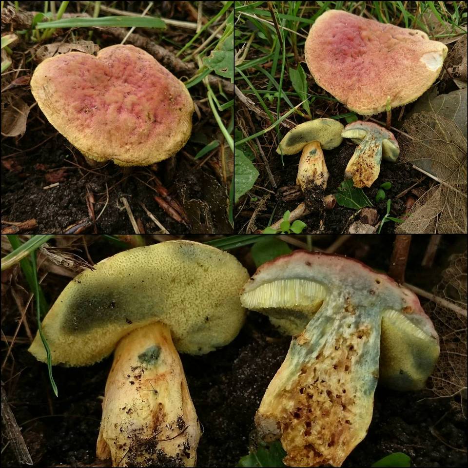 Boletus bubalinus image