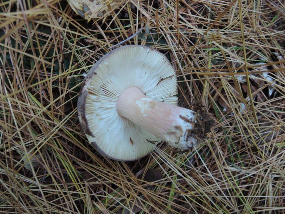 Russula amoenoides image