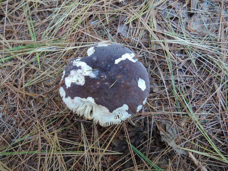 Russula amoenoides image