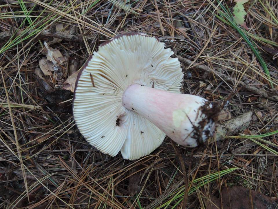 Russula amoenoides image