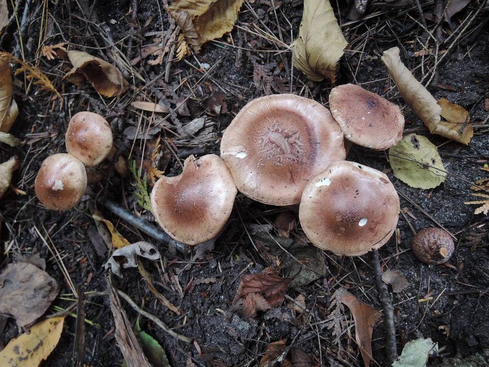 Tricholoma transmutans image