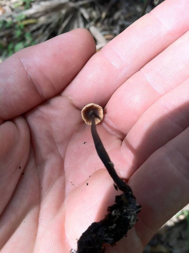 Poronia pileiformis image