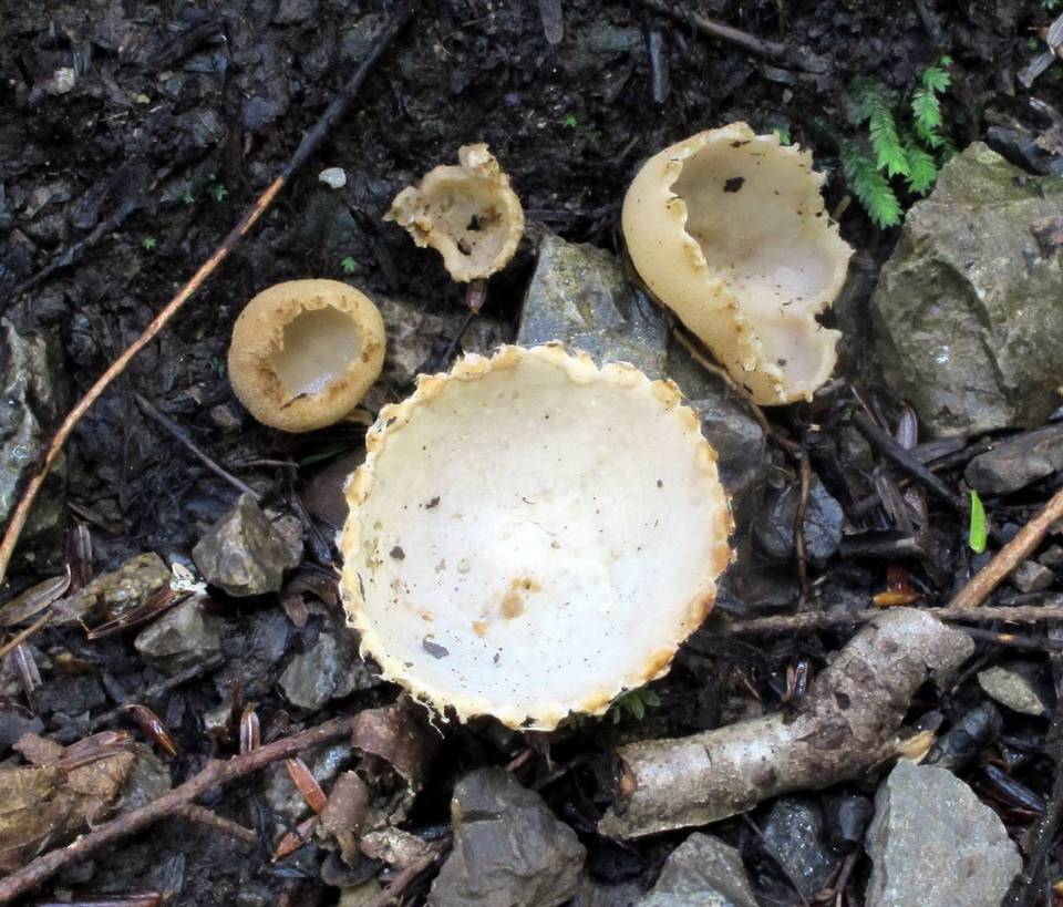 Tarzetta cupularis var. velata image