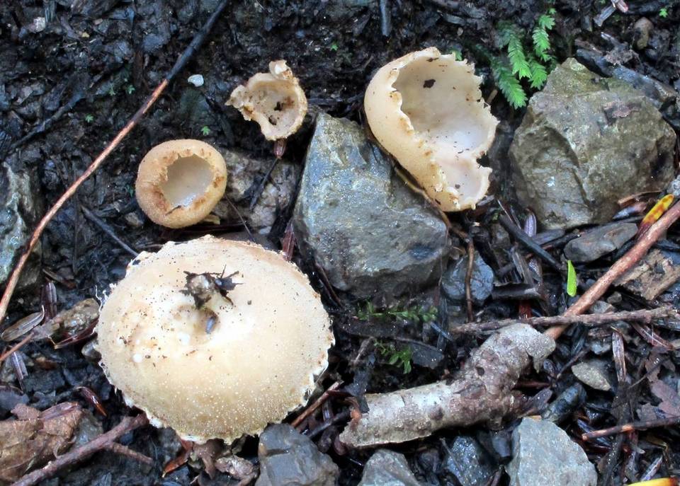 Tarzetta cupularis var. velata image