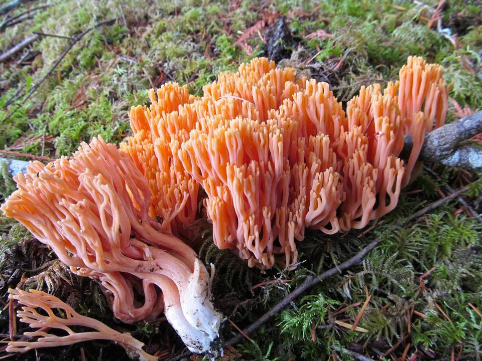 Ramaria cyaneigranosa image