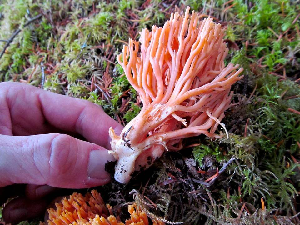 Ramaria cyaneigranosa image