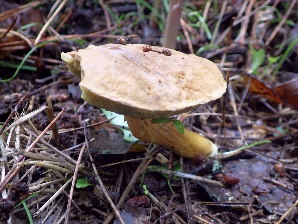 Hortiboletus bubalinus image