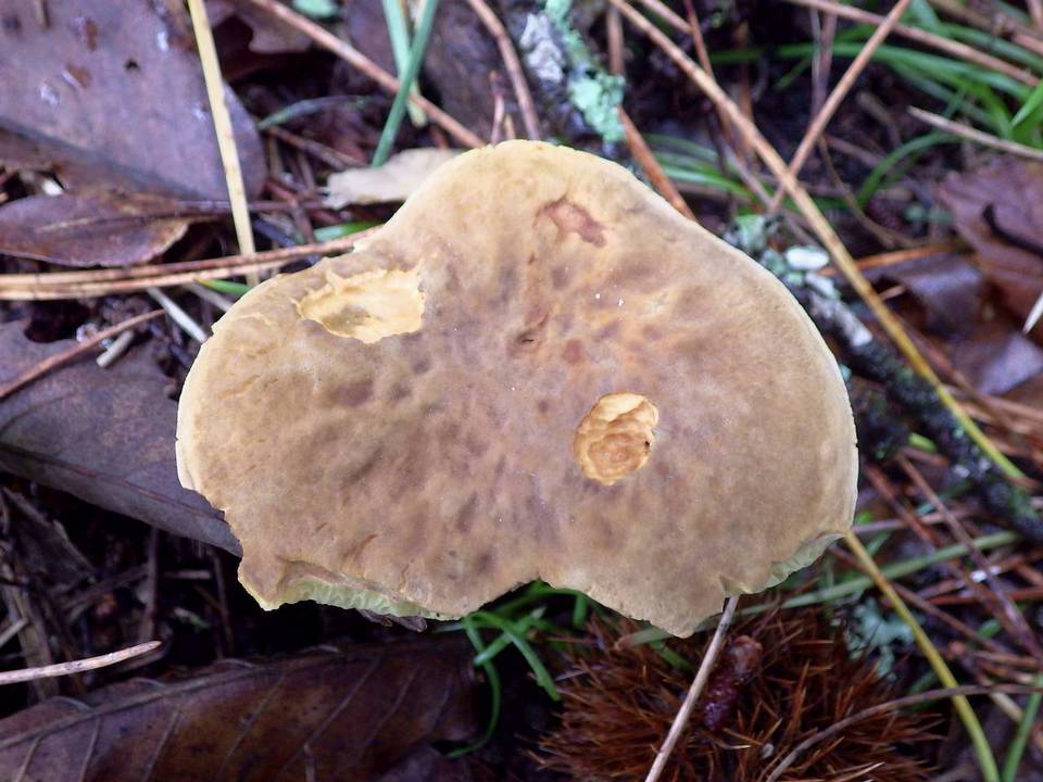 Hortiboletus bubalinus image