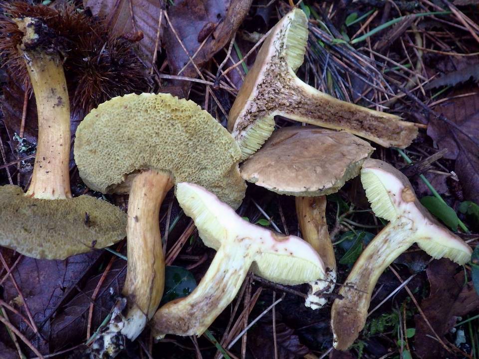 Hortiboletus bubalinus image