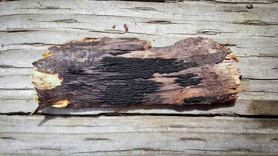 Colpoma crispum image
