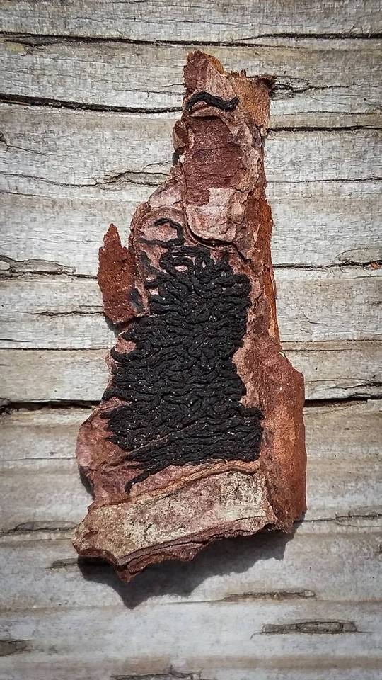 Colpoma crispum image