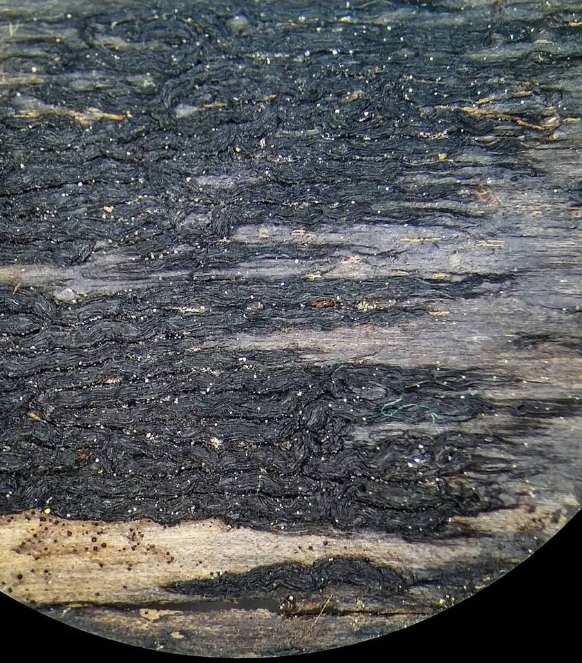 Colpoma crispum image