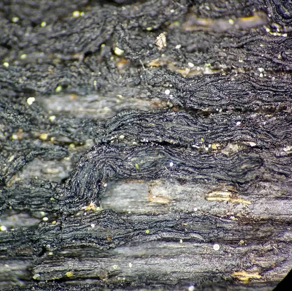 Colpoma crispum image