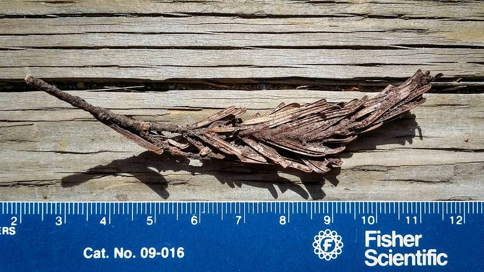Herpotrichia juniperi image
