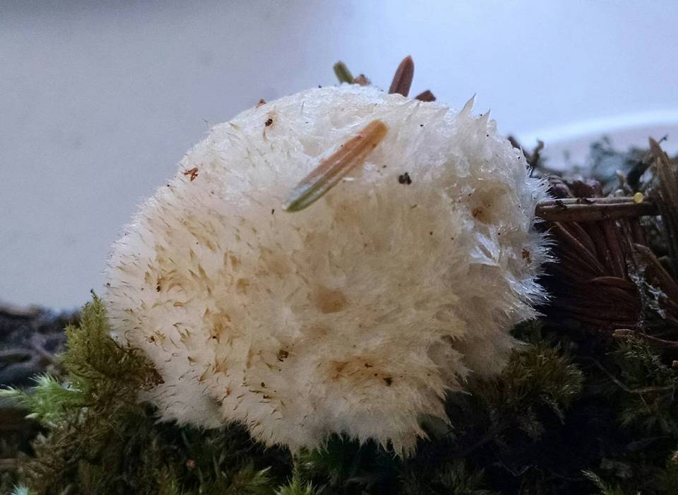 Postia ptychogaster image