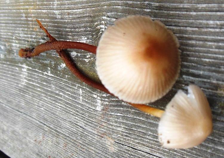 Marasmius wynneae image