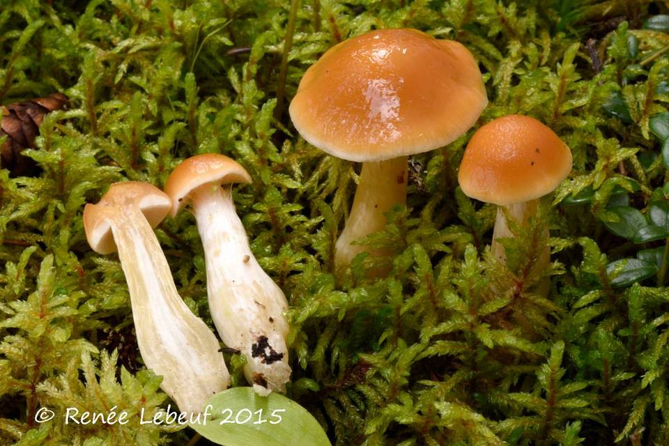 Cortinarius galeobdolon image