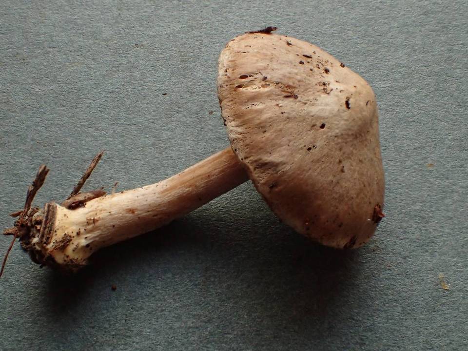Inocybe castanea image