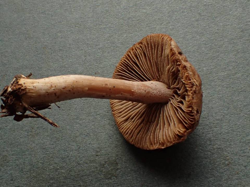 Inocybe castanea image