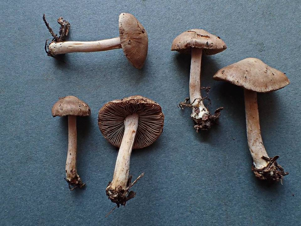 Inocybe castanea image