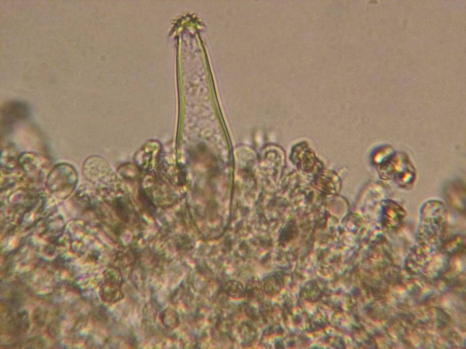 Inocybe castanea image
