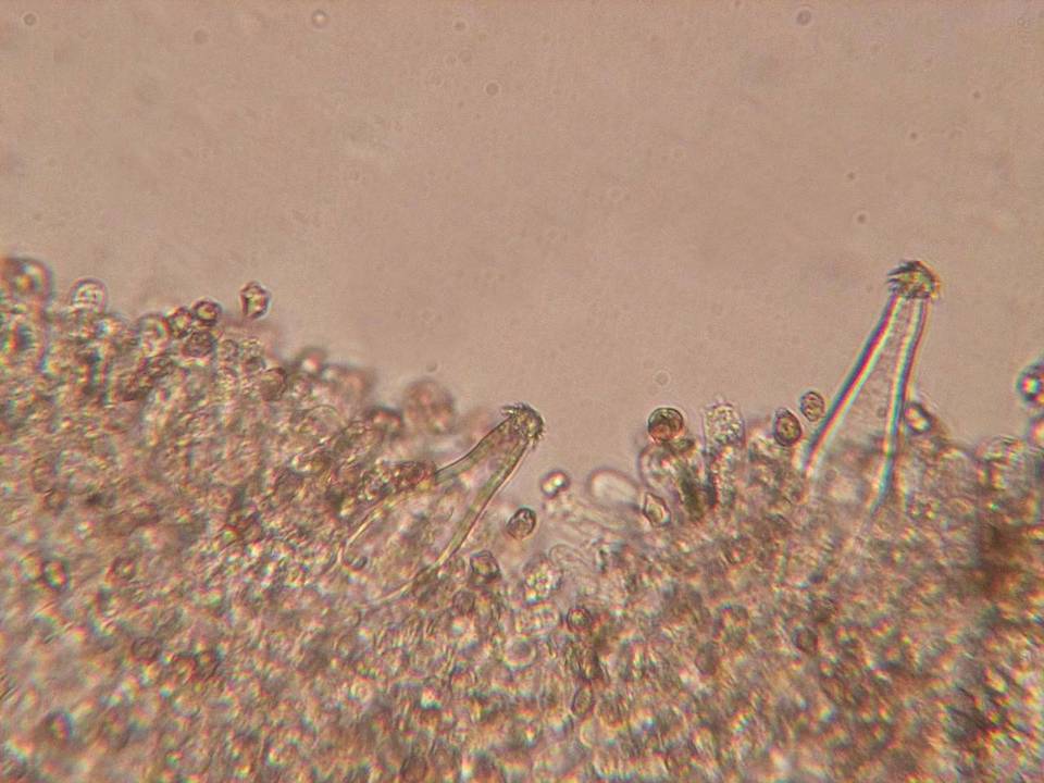 Inocybe castanea image
