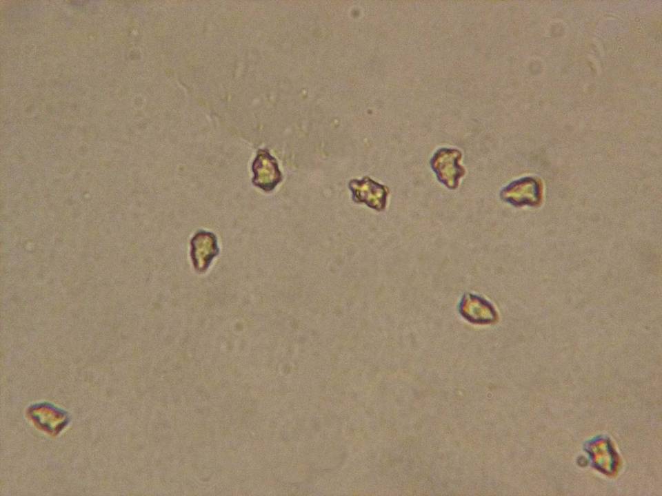 Inocybe castanea image