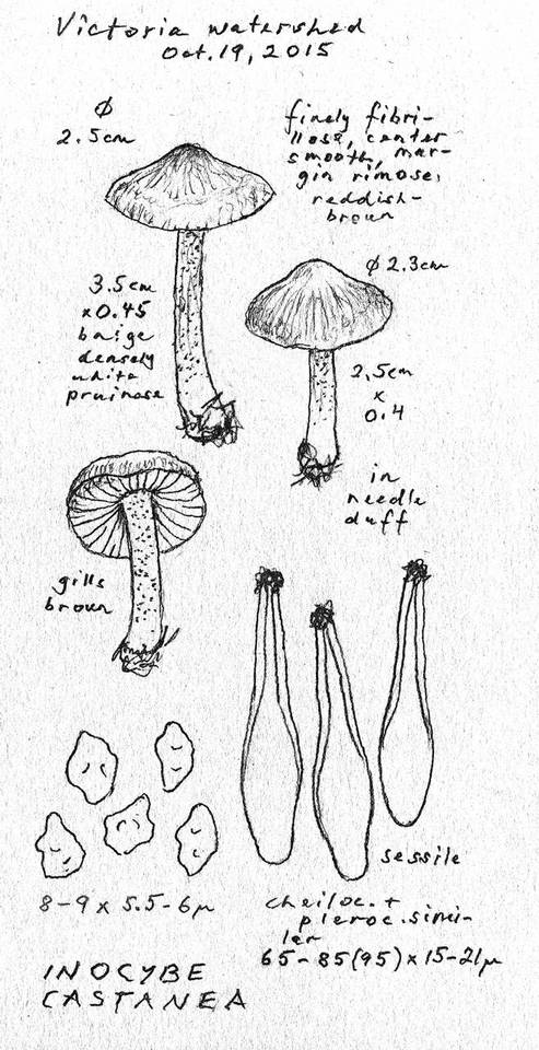 Inocybe castanea image
