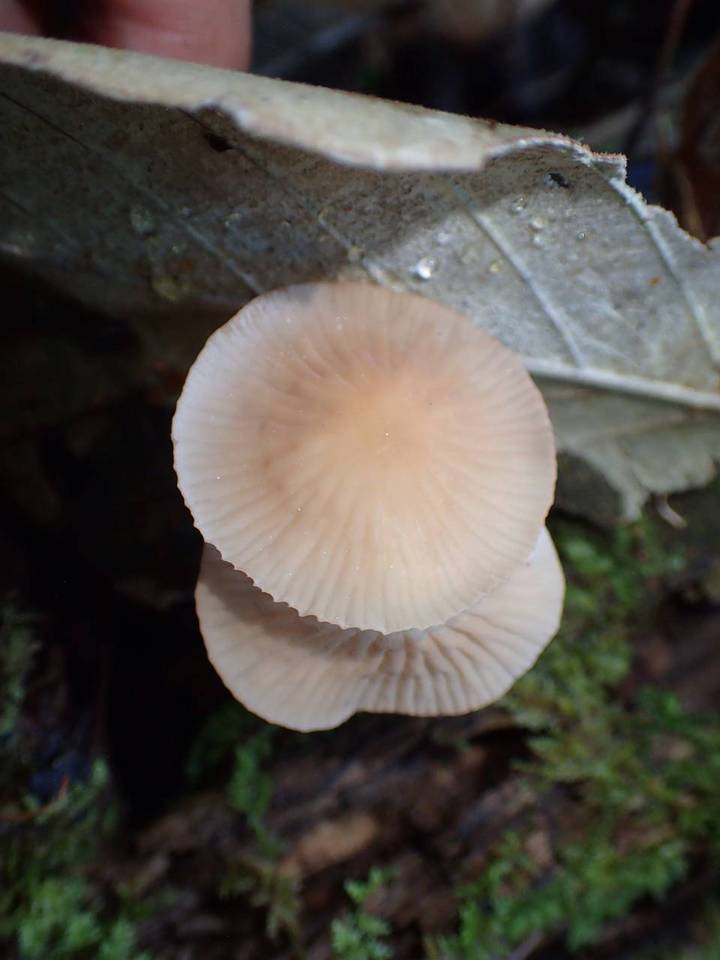 Marasmius leoninus image