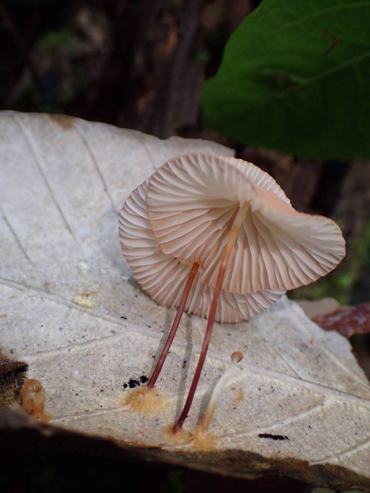 Marasmius leoninus image
