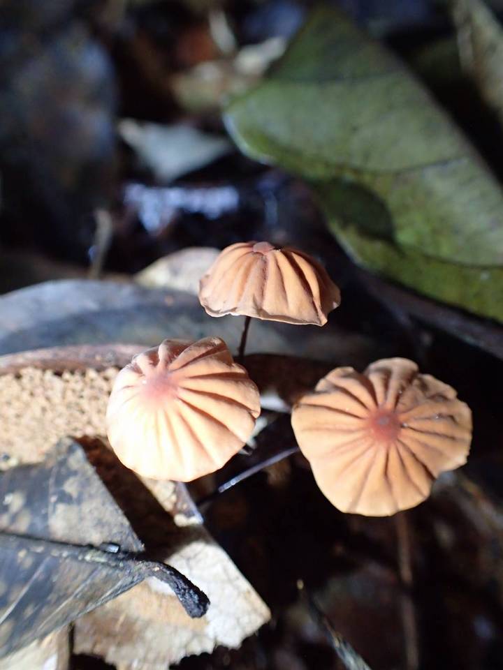 Marasmius longisporus image