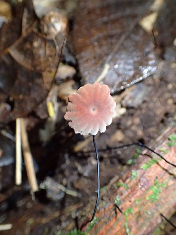 Marasmius praecox image