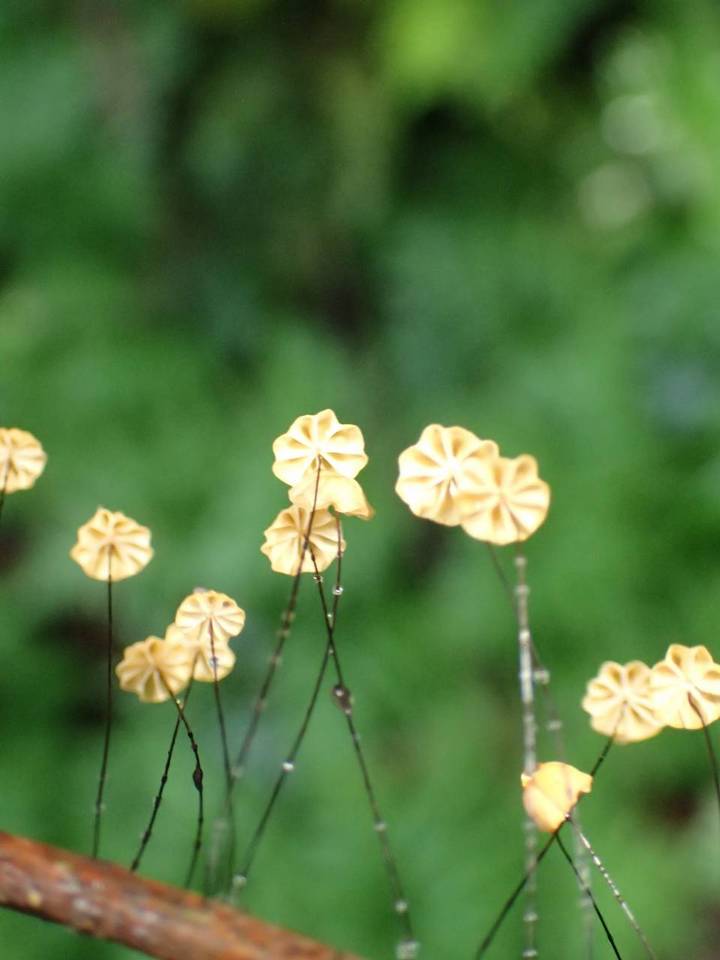 Marasmius guyanensis image