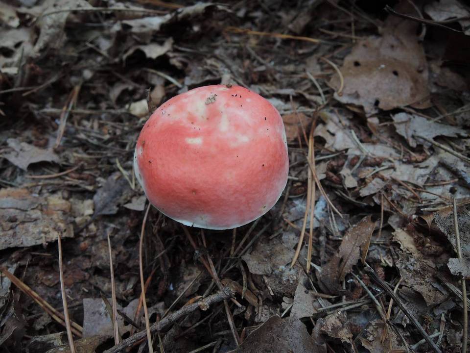 Russula pseudointegra image