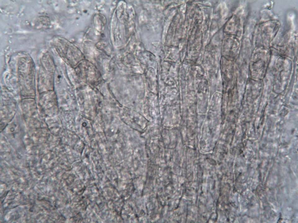 Hortiboletus bubalinus image