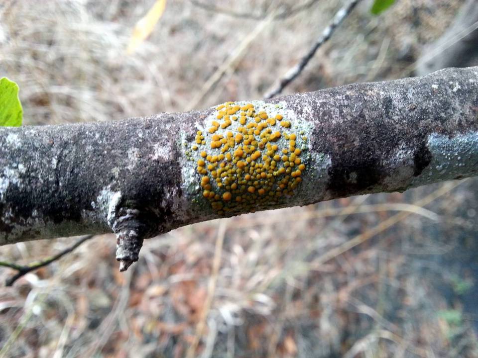 Caloplaca oregona image