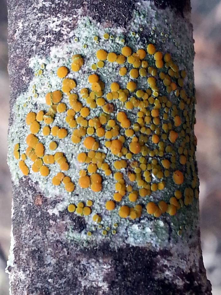 Caloplaca oregona image
