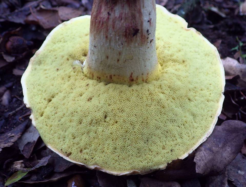 Boletus impolitus image