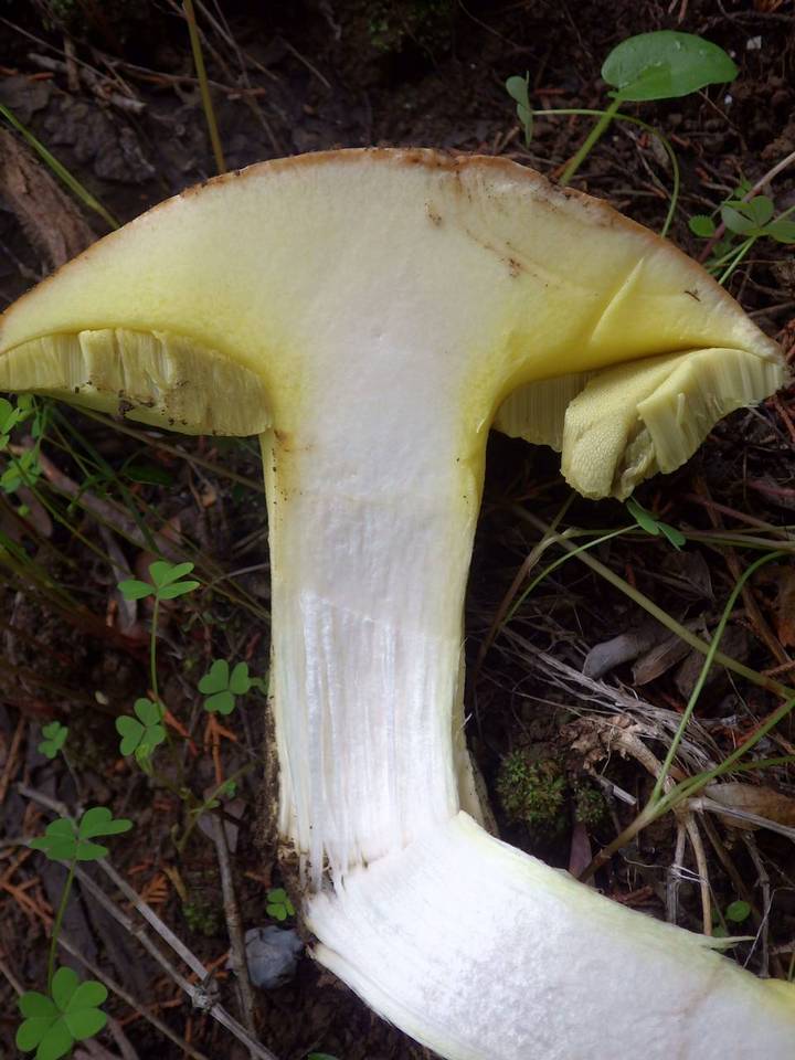 Boletus impolitus image