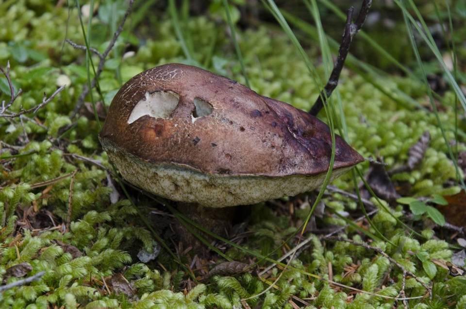 Leccinum ponderosum image